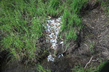 Remains of a colony of discarded shells Painter's mussel (Unio pictorum) after a flood, is a...