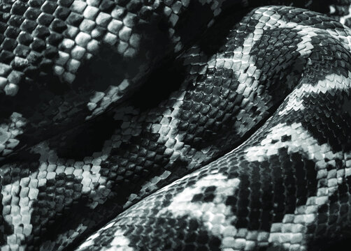 The body of a python is folded diagonally in a zigzag pattern. Monochrome python skin texture. Vector illustration.