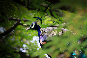 Beautiful Indian peafowl and Peahen in jungle roaming freely in field. Beautiful back ground of...