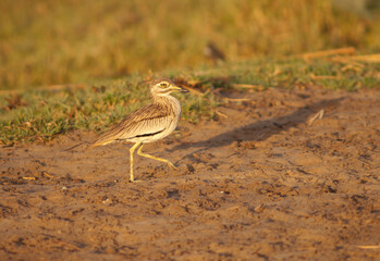 Senegal thick-knee Burhinus senegalensis walking. Oiseaux du Djoudj National Park. Saint-Louis. Senegal.