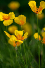 golden Californian poppy