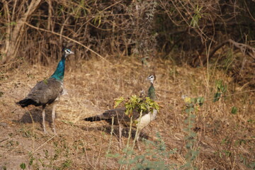 Beautiful Indian peafowl and Peahen in jungle roaming freely in field. Beautiful back ground of Indian peacock or peafowl for seasonal greetings or wall mounting. Beauty of colours.