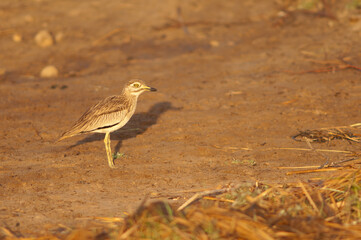 Senegal thick-knee Burhinus senegalensis in the Oiseaux du Djoudj National Park. Saint-Louis. Senegal.