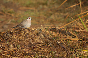 Mourning collared dove Streptopelia decipiens. Oiseaux du Djoudj National Park. Saint-Louis. Senegal.