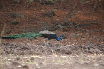 Beautiful Indian peafowl and Peahen in jungle roaming freely in field. Beautiful back ground of Indian peacock or peafowl for seasonal greetings or wall mounting. Beauty of colours.