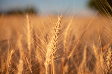Ear of ripening wheat in a field in Eastern Europe 