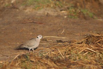 Mourning collared dove Streptopelia decipiens. Oiseaux du Djoudj National Park. Saint-Louis. Senegal.