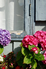 Fototapeta na wymiar shabby cottage with brightly colored flowers in the window