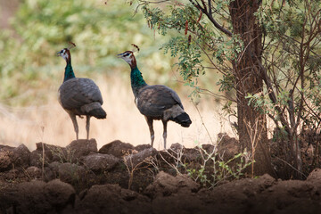 Beautiful Indian peafowl and Peahen in jungle roaming freely in field. Beautiful back ground of Indian peacock or peafowl for seasonal greetings or wall mounting. Beauty of colours.