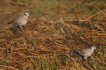 Mourning collared doves Streptopelia decipiens. Oiseaux du Djoudj National Park. Saint-Louis. Senegal.