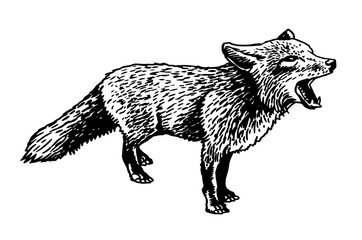 Vector ink pen drawing of angry fox standing and watching distance,graphics