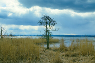 lonely tree on the river bank on a cloudy day
