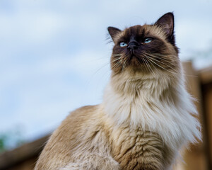portrait of a cat