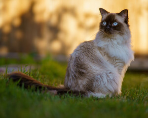 Ragdoll Cat at the green grass