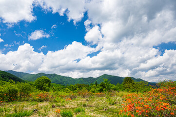 Obraz premium 夏空の乗鞍高原