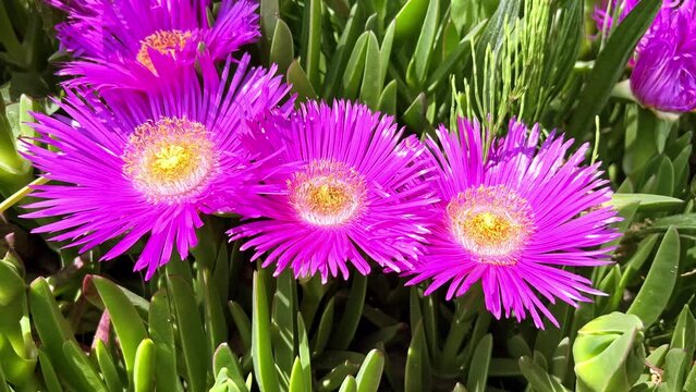 Close-up of Carpobrotus edulis (Carpobrotus edulis), a flowering plant known as lion's claw or knife grass, on a sunny day with light wind.
