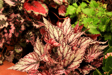 Colorful Begonia Rex in the garden