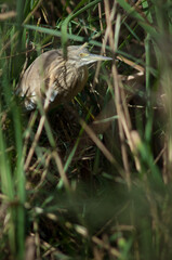 Squacco heron Ardeola ralloides among the vegetation. Oiseaux du Djoudj National Park. Saint-Louis. Senegal.