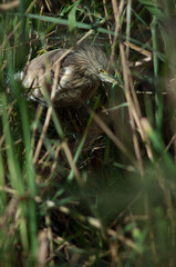 Squacco heron Ardeola ralloides among the vegetation. Oiseaux du Djoudj National Park. Saint-Louis. Senegal.