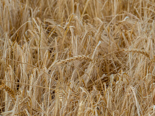 The ears of wheat with grain shake the wind. The cereal harvest ripens in summer. Ears of wheat against the sky in the sun. Grain field. It's time to harvest. Agricultural business. Organic wheat