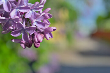Obraz premium Lilac flowers close-up on a blurry background.