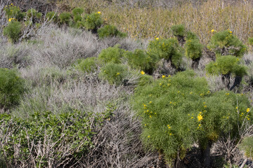 Midday Winter sun energizes a Coastal Sage Scrub habitat on foothills of the Santa Monica Mountains.