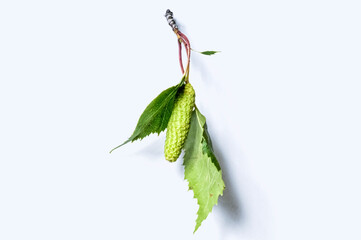 green birch leaf on a white background, leaves isolated on white
