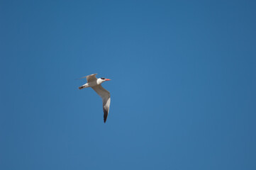 Caspian tern Sterna caspia in flight. Oiseaux du Djoudj National Park. Saint-Louis. Senegal.
