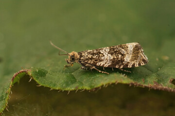Closeup on a Dark strawberry tortrix moth, Celypha lacunana sitting on a green leaf in the garden