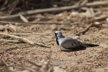 Male Namaqua dove Oena capensis sunbathing on the ground. Oiseaux du Djoudj National Park. Saint-Louis. Senegal.