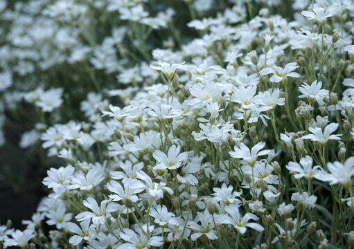 Cerastium tomentosum or snow-in-summer is an herbaceous flowering plant and a member of the family Caryophyllaceae.