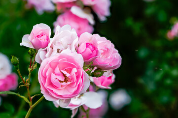 pink roses in their natural habitat in full bloom, multi-flowered bouquet of flowers at close...