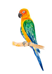 Colorful parrot © khudoliy