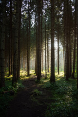Alpine Mountain Nadelwald mit nebligen Sonnenlicht Strahlen scheinen durch die Bäume 