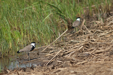 Pair of spur-winged lapwings Vanellus spinosus. Oiseaux du Djoudj National Park. Saint-Louis....