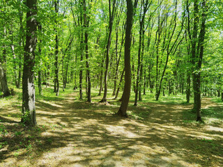 Panoramic Sunny Forest in Spring time.