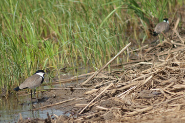 Pair of spur-winged lapwings Vanellus spinosus. Oiseaux du Djoudj National Park. Saint-Louis. Senegal.