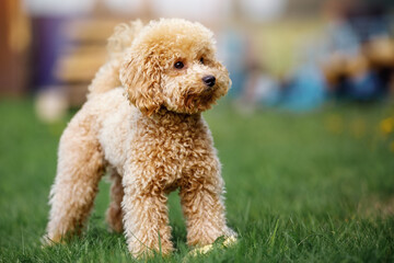 Cute little poodle puppy in the yard.