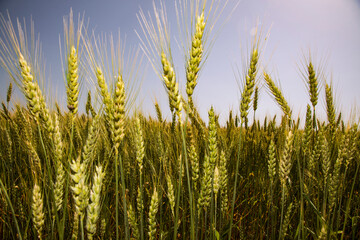 ears of young wheat in the field