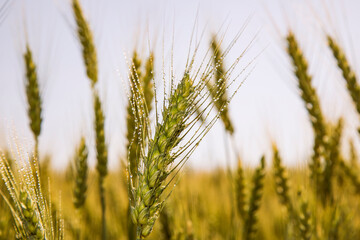 ears of young wheat in the field