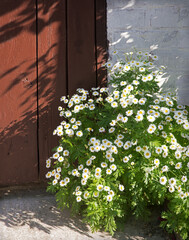 Natural background. Wild daisies grew near the door