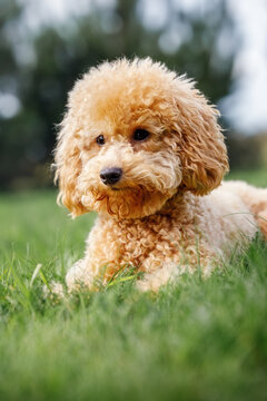 Portrait of small orange poodle on the grass. Pet in nature. Vertical photo
