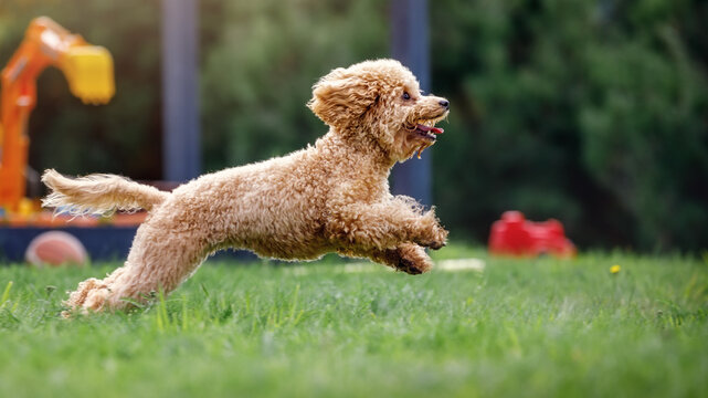 A very small poodle moving fast green meadow. Photo with stopped dog jump movement in the air. In the of summer green nature background seen, a children's playground