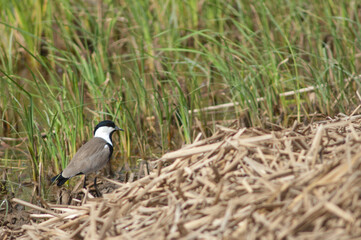 Fototapeta premium Spur-winged lapwing Vanellus spinosus in the Oiseaux du Djoudj National Park. Saint-Louis. Senegal.