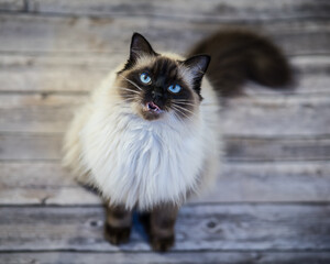 Ragdoll Cat with blue eyes
