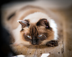 portrait of a ragdoll cat