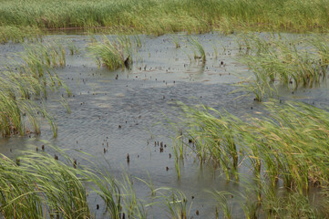 Broadleaf cattails Typha latifolia in a lagoon. Oiseaux du Djoudj National Park. Saint-Louis. Senegal.