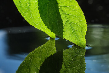 Fototapeta na wymiar Green leaf in water. Shallow depth of field.