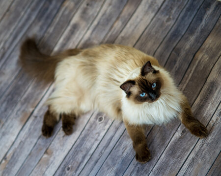 Ragdoll cat on a wooden floor 