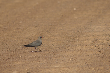Collared pratincole Glareola pratincola on a dirt road. Oiseaux du Djoudj National Park. Saint-Louis. Senegal.